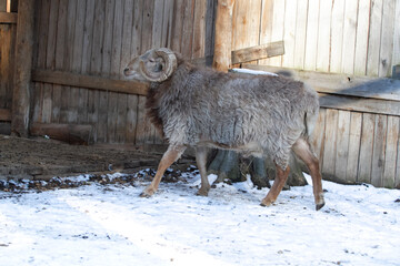 ram on a farm