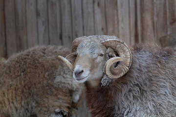 ram and sheep on a farm