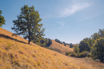 Scenic view of the Zagajicka Brda hills in Serbia, featuring yellow grass and trees against a...