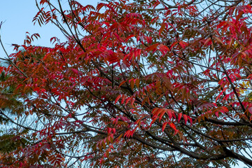 都心散歩　浜離宮紅葉の頃
