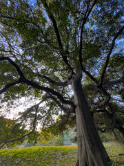 都心散歩　浜離宮紅葉の頃

