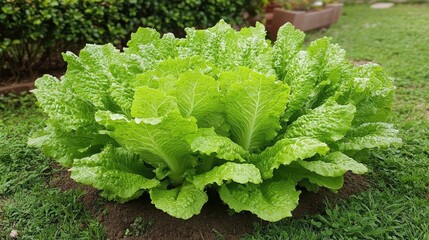 A close-up of romaine lettuce growing in a sunny garden bed, with a perfectly manicured hedge providing a natural backdrop to the leafy greens