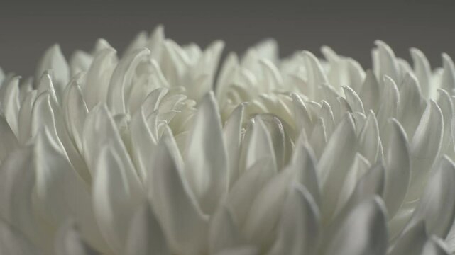 Intermediate incurve chrysanthemum. Internal structure of flower. Macro shot.