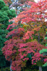 都心散歩　浜離宮紅葉の頃
