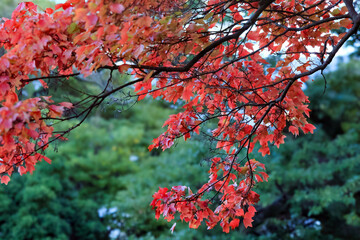 都心散歩　浜離宮紅葉の頃
