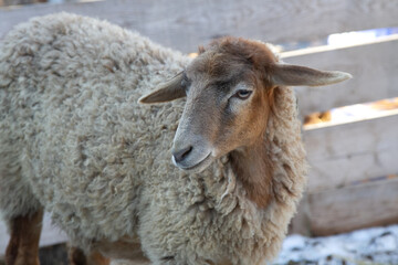 young sheep on a farm