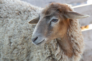 young sheep on a farm