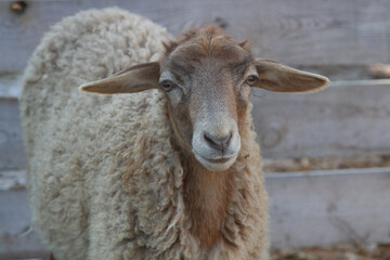 young sheep on a farm