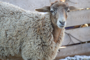 young sheep on a farm