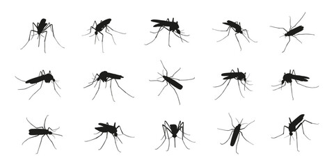 mosquito silhouettes on the white background