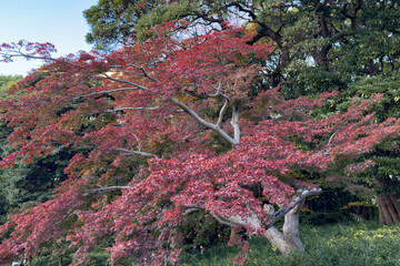 都心散歩　浜離宮紅葉の頃
