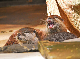 吠えるコツメカワウソ