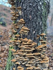 Living tree covered with mushrooms