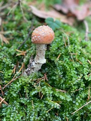 Mushroom growing out of wet moss