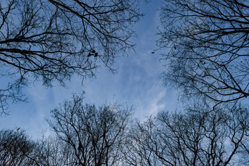 Transition from autumn to winter with bare trees and clear blue sky in a serene forest setting