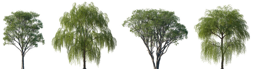Salix caroliniana and Salix babylonica frontal set of large trees isolated png on a transparent background perfectly cutout (Carolina, Coastal Plain, Swamp Willow, Babylon Weeping Willow, Silver)  © Petr