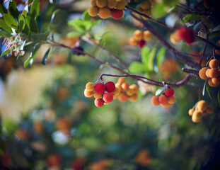 strawberry tree with its fruits