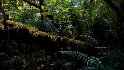 Fototapeta premium landscape shot of flora and fauna in the forest