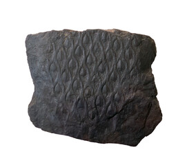 plant fossil isolated on white © wlad074