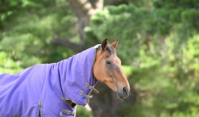 Horse in a purple coat in the field on a sunny afternoon