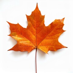 Fototapeta premium autumn leaves