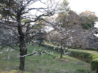 皇居東御苑の梅林坂に咲く梅の花