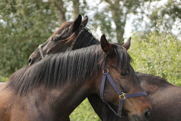 Obraz premium portrait of 2 horses