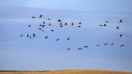A flock of cranes flies across the cloudy sky. Common crane or Eurasian crane (Grus grus).