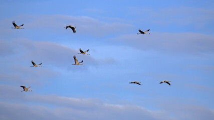 A flock of cranes flies across the cloudy sky. Common crane or Eurasian crane (Grus grus).