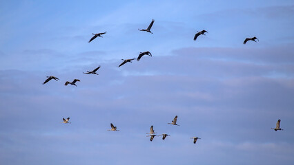 Fototapeta premium A flock of cranes flies across the cloudy sky. Common crane or Eurasian crane (Grus grus).
