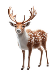 Fototapeta premium Majestic Fallow Deer Portrait 