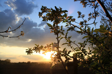 sunset in the forest