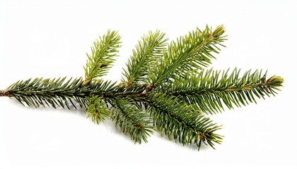 Fresh Evergreen Fir Branch. Perfect for DIY Christmas D&eacute;cor, Wreath Making, Table Arrangements, and Natural Winter Scents. Bring Nature's Touch to Your Holiday Season with Creativity and Style