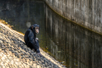 The Chimpanzees in the Zoo