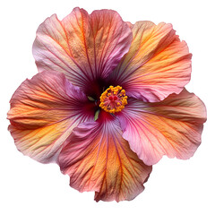Hibiscus flower on transparent background 