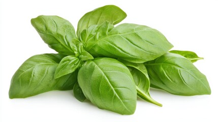 Obraz premium a bunch of fresh basil leaves on a white background The leaves are a vibrant green color and have a glossy sheen They are arranged in a cluster, with some of the