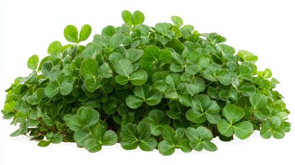 Obraz premium a pile of green clover leaves on a white background The leaves are vibrant and lush, and the white background provides a stark contrast to the vivid green of the c