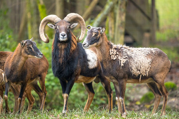 Mufflonherde auf einer Wiese