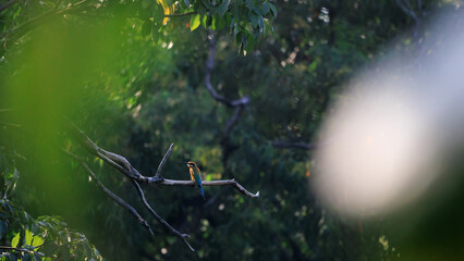 Blue-tailed Bee-eater, Merops philippinus, perching on tree branch in forest park, richly coloured, slender bird, green overall, blue tail, thin black mask and brown throat, habitats close to wate