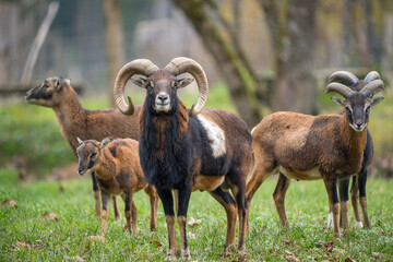 Mufflonherde auf einer Wiese