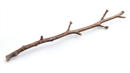 Fototapeta premium a brown twig on a white background The twig is the main focus of the image, with the white background providing a stark contrast to the dark brown color of the twi