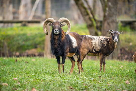 Mufflonherde auf einer Wiese