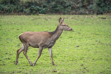 Hirschkuh auf der Wiese