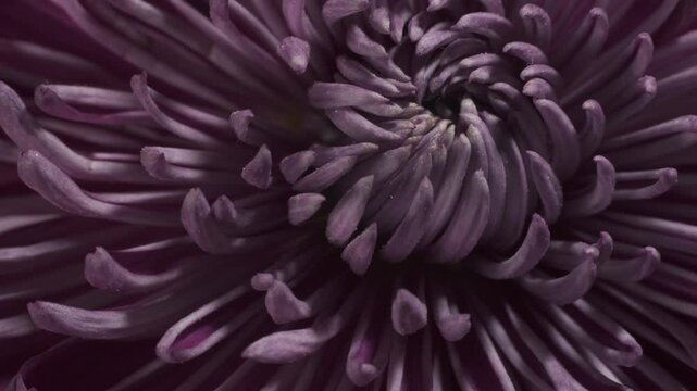 Intermediate incurve chrysanthemum. Internal structure of flower. Macro shot.