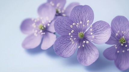 Obraz premium three purple hepatica flowers on a blue background The flowers have a vibrant purple hue and are arranged in a symmetrical pattern The background is a deep blue c