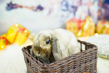 Christmas concept. Black water rabbit in a basket under the Christmas tree in a home interior. Symbol of the year 2023.