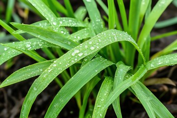 Close-up of green grass blades with dew drops glistening in the soft sunlight, reflecting nature's beauty.