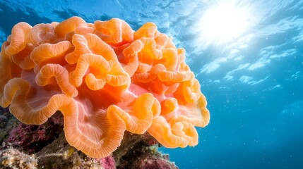  a vibrant coral reef in the Red Sea, Egypt, with a large orange sea anemone in the center The coral is surrounded by a variety of other sea plants, creating a stun