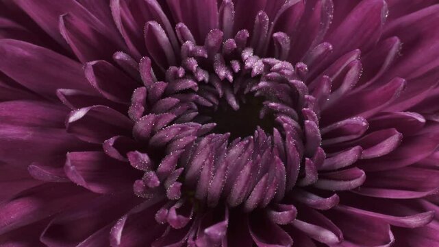 Intermediate incurve chrysanthemum. Internal structure of flower. Macro shot.