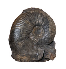 fossil of ammonite in the stone on white, isolated